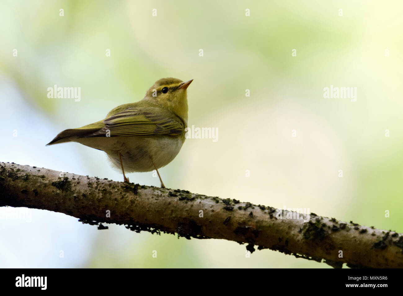 Wood Warbler ( Phylloscopus sibilatrix ), New World Warbler, male in breeding dress, perched on a branch, wildlife, Europe. Stock Photo