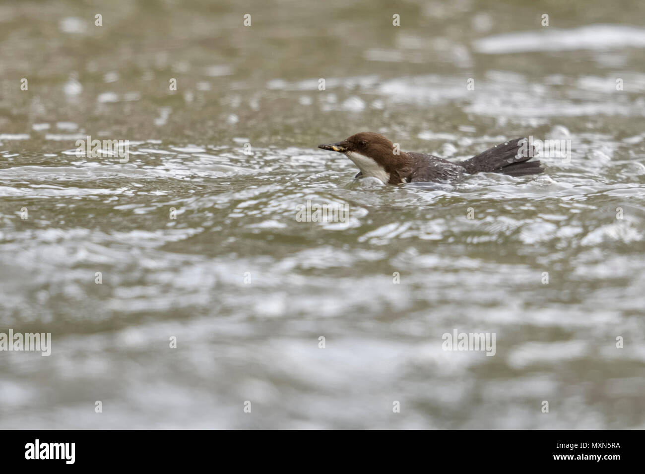 White throated Dipper ( Cinclus cinclus ) swimming in fast flowing water, searching for food, typical behaviour, high specialized bird, wildlife, Euro Stock Photo