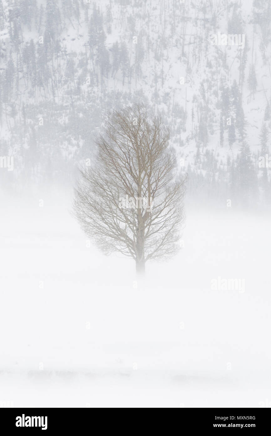 Trees hit by a blizzard, in heavy snow storm, strong winds blasting snow through Lamar Valley, hard, harsh winter weather conditions, Yellowstone, USA Stock Photo