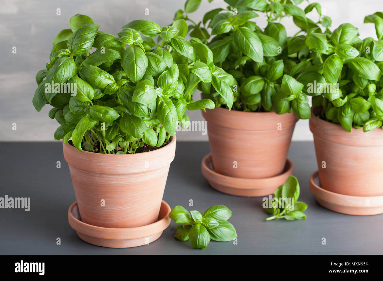 fresh basil herb in terracotta flowerpot Stock Photo Alamy