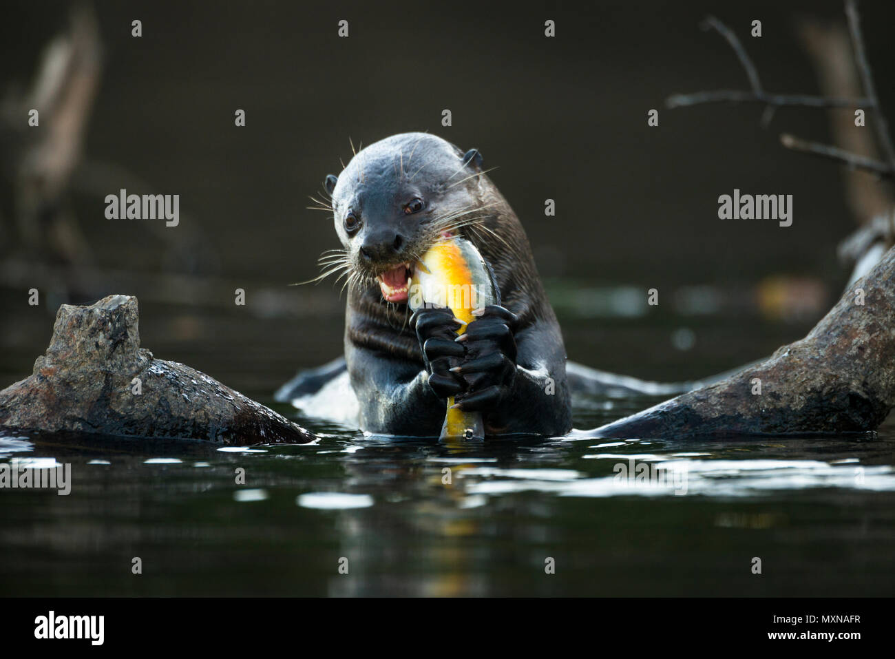 A Giant Otter (Pteronura brasiliensis) eating a pike-cichlid fish Stock Photo