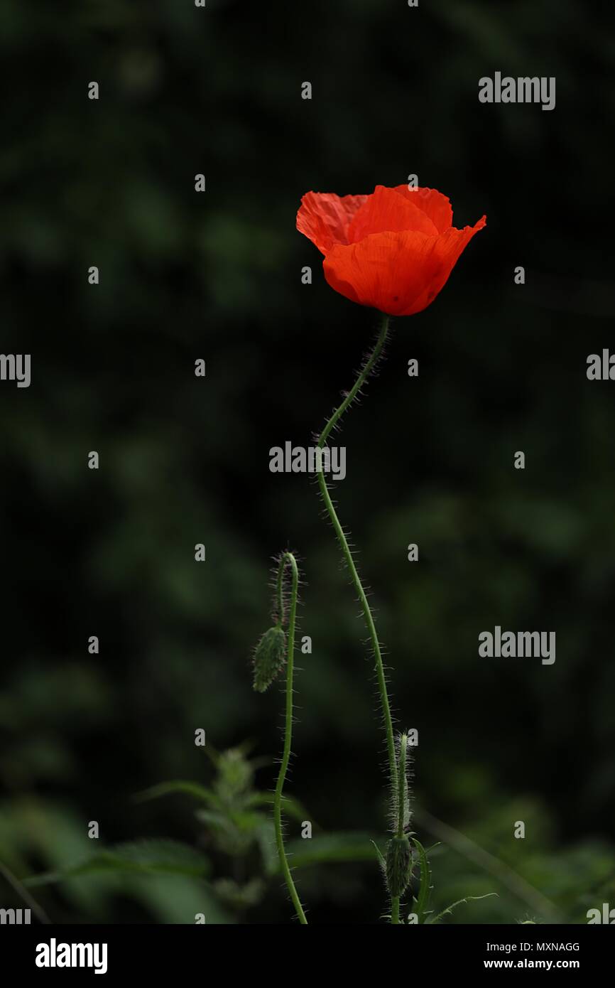 single bright red poppy flower, Papaver rhoeas, against dark green background Stock Photo