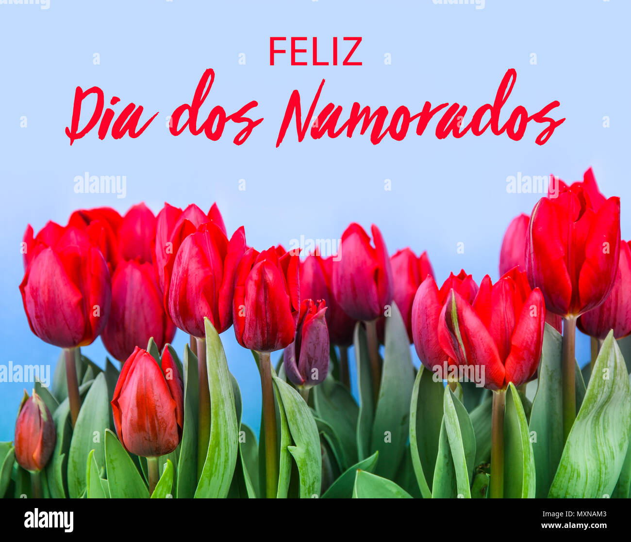 Feliz Dia dos Namorados (text in Portuguese: Happy Valentine's Day) and red  tulips blooming with green stalk against a light blue sky background. Conc  Stock Photo - Alamy