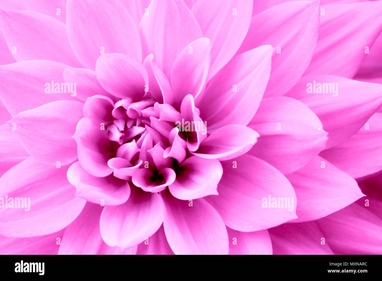 Pink purple dahlia flower macro photo. Color picture emphasizing pink shades and reddish shadows in intricate geometric pattern. Concept background fo Stock Photo