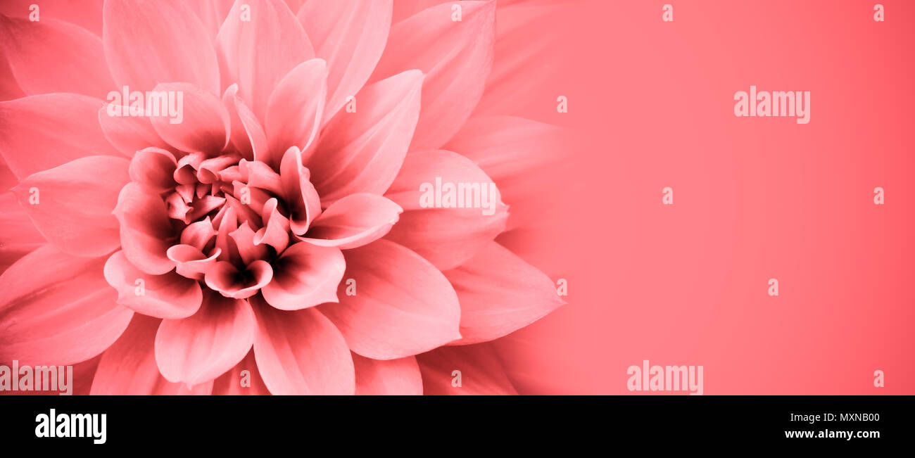 Pink Dahlia Flower Details Macro Photo Border Frame With Wide