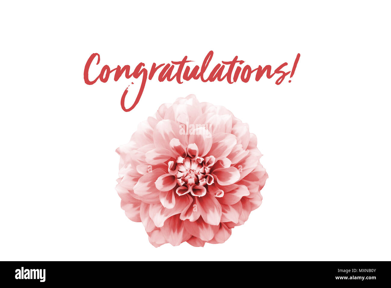 Congratulations pink text message and pink and white dahlia flower ...