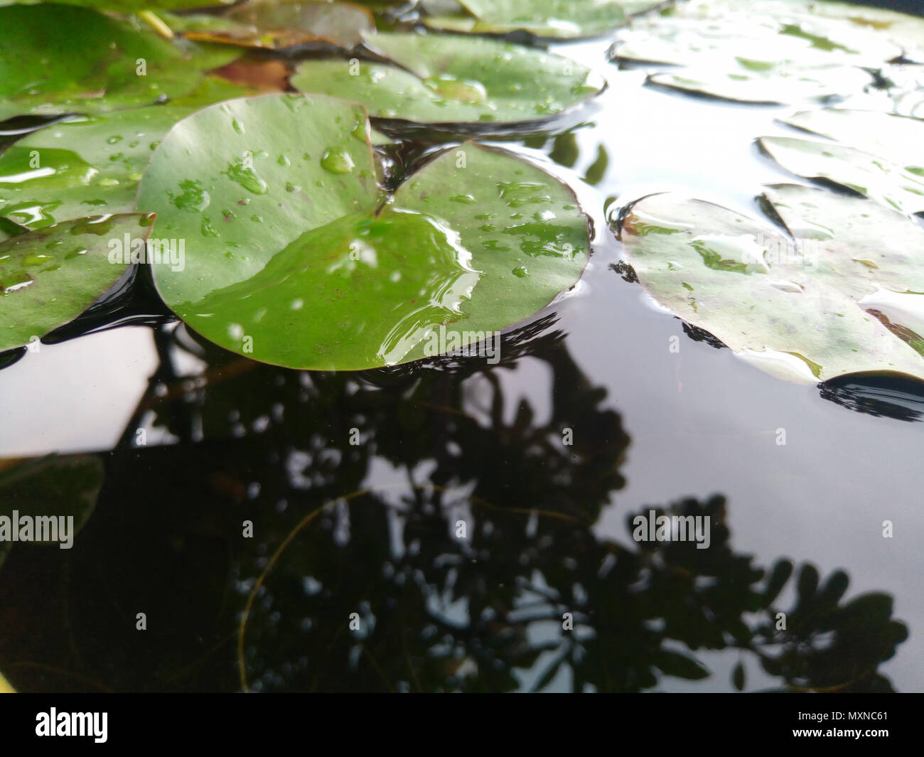 Lotus leaf float on water in tranquil garden with reflection Drops of water on green lotus leaf green. Stock Photo