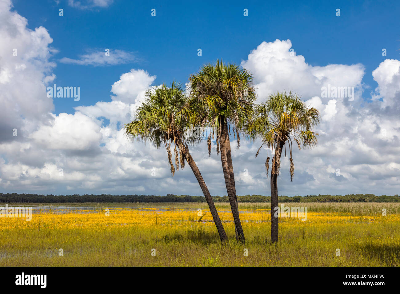 Palm trees with field of Yellow Florida Tickseed or Coreopsis floridana in bloom in Myakka River State Park Sarasota Florida Stock Photo