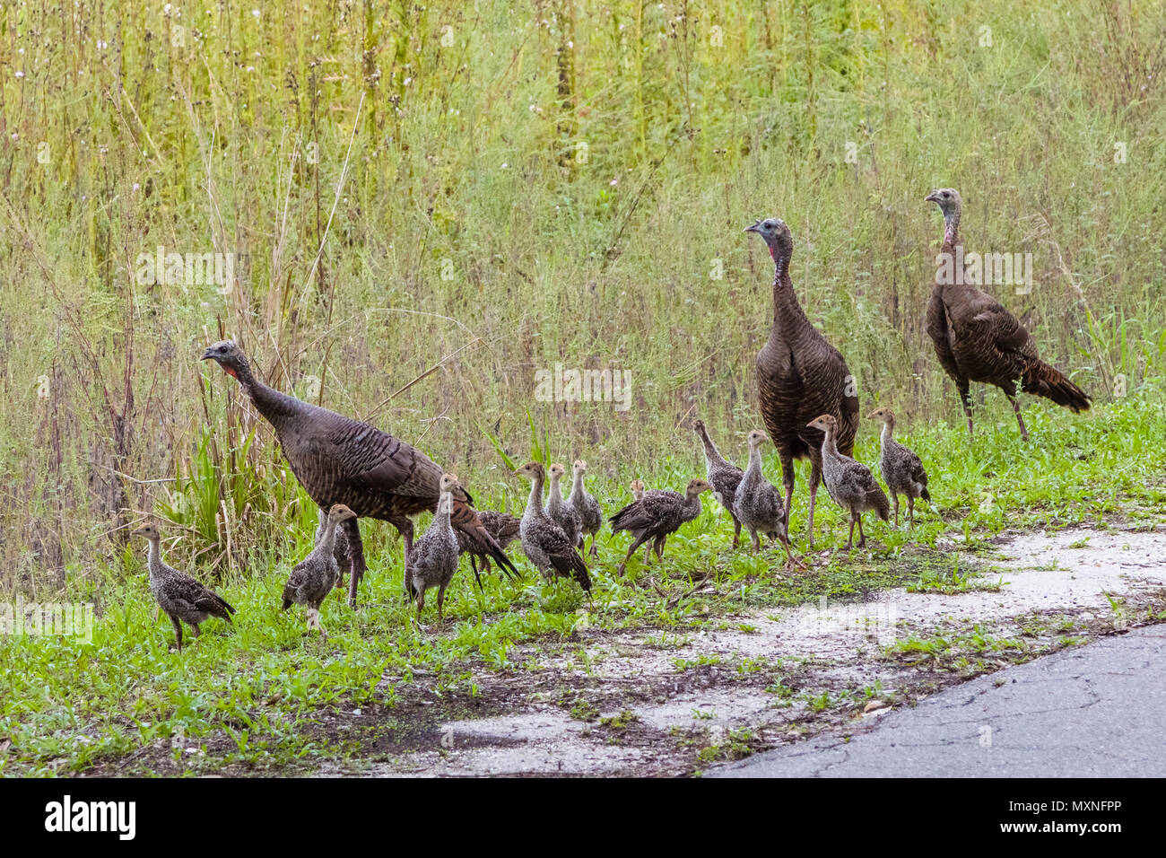 Rafter or a flock of adult and young wi rafter or a flockld Turkeys in