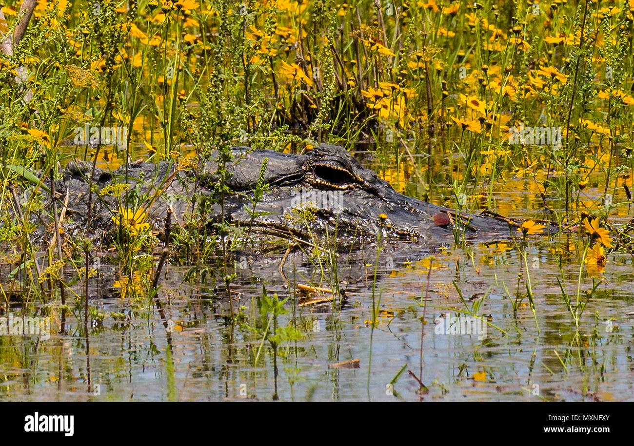 Alligator hiding in Yellow Florida Tickseed or Coreopsis floridana in bloom in Myakka River State Park Sarasota Florida Stock Photo