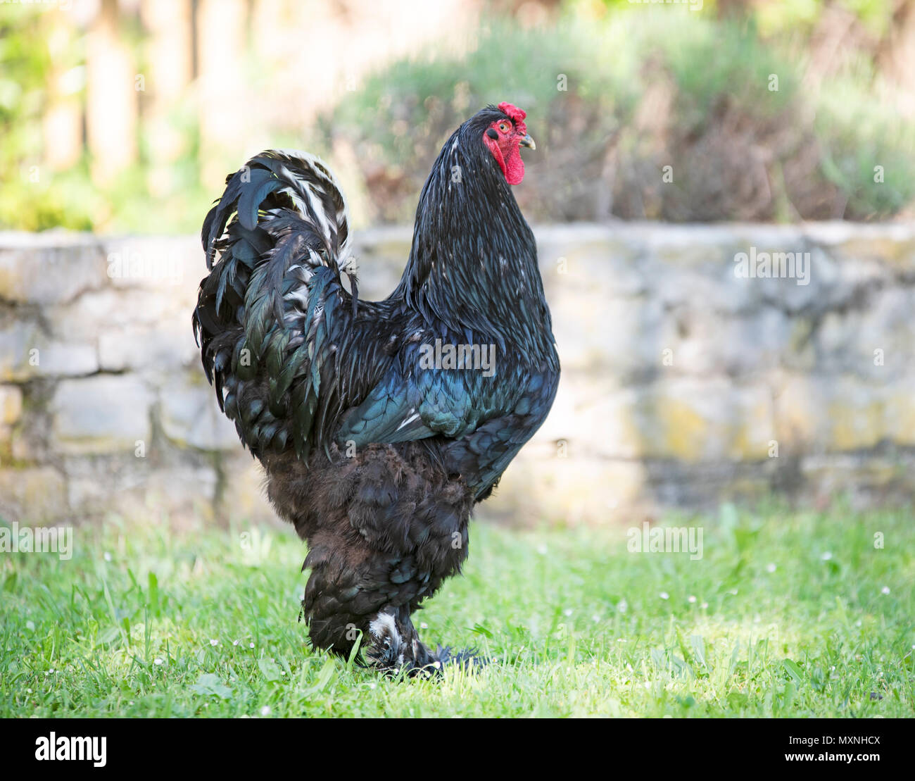 brahma rooster in a garden in spring Stock Photo - Alamy