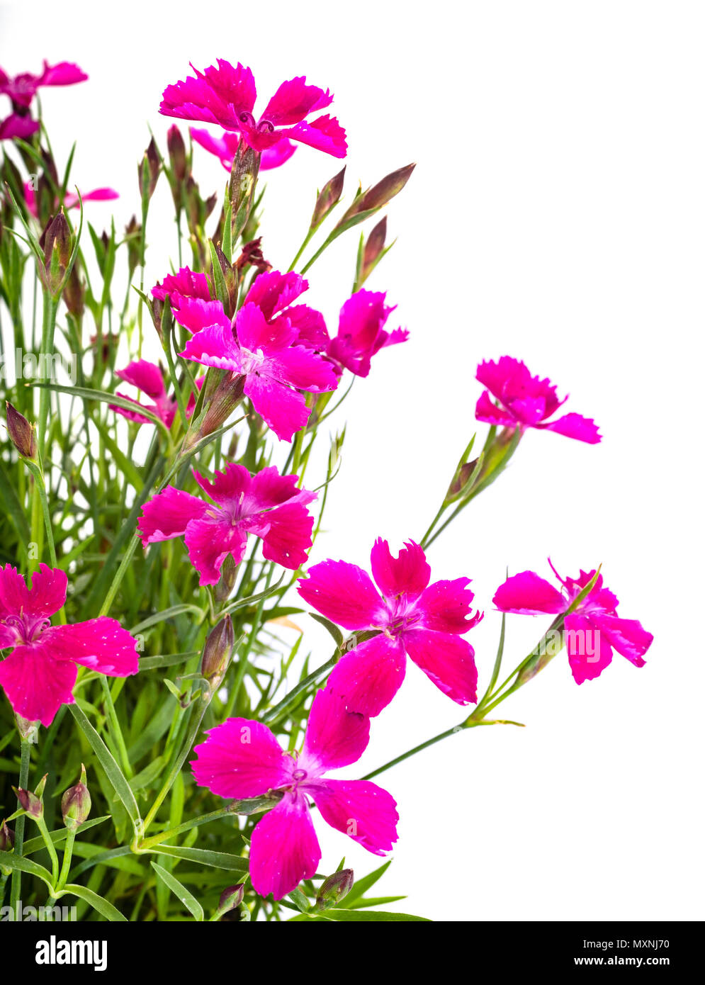 dianthus plant in front of white background Stock Photo