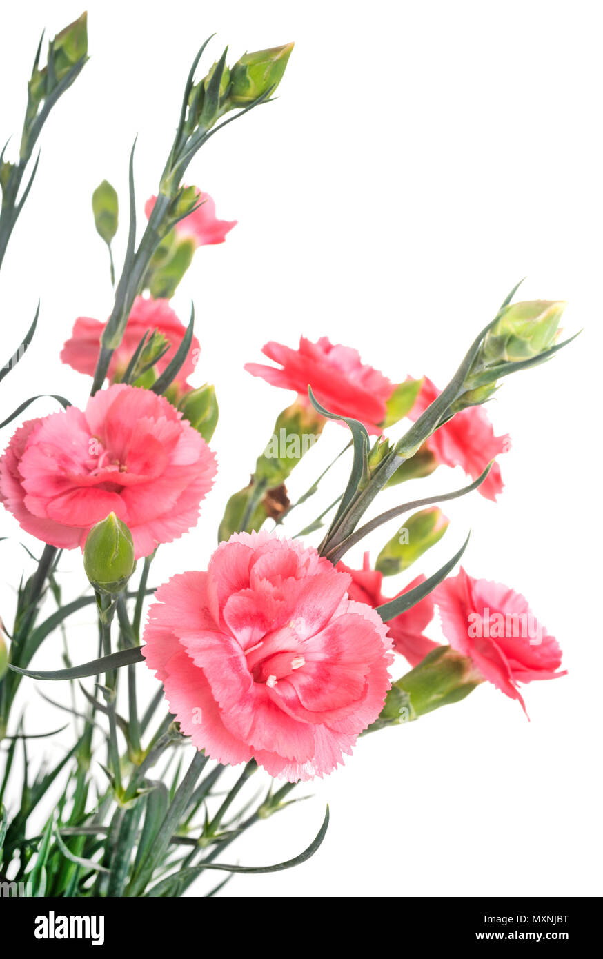 dianthus plant in front of white background Stock Photo