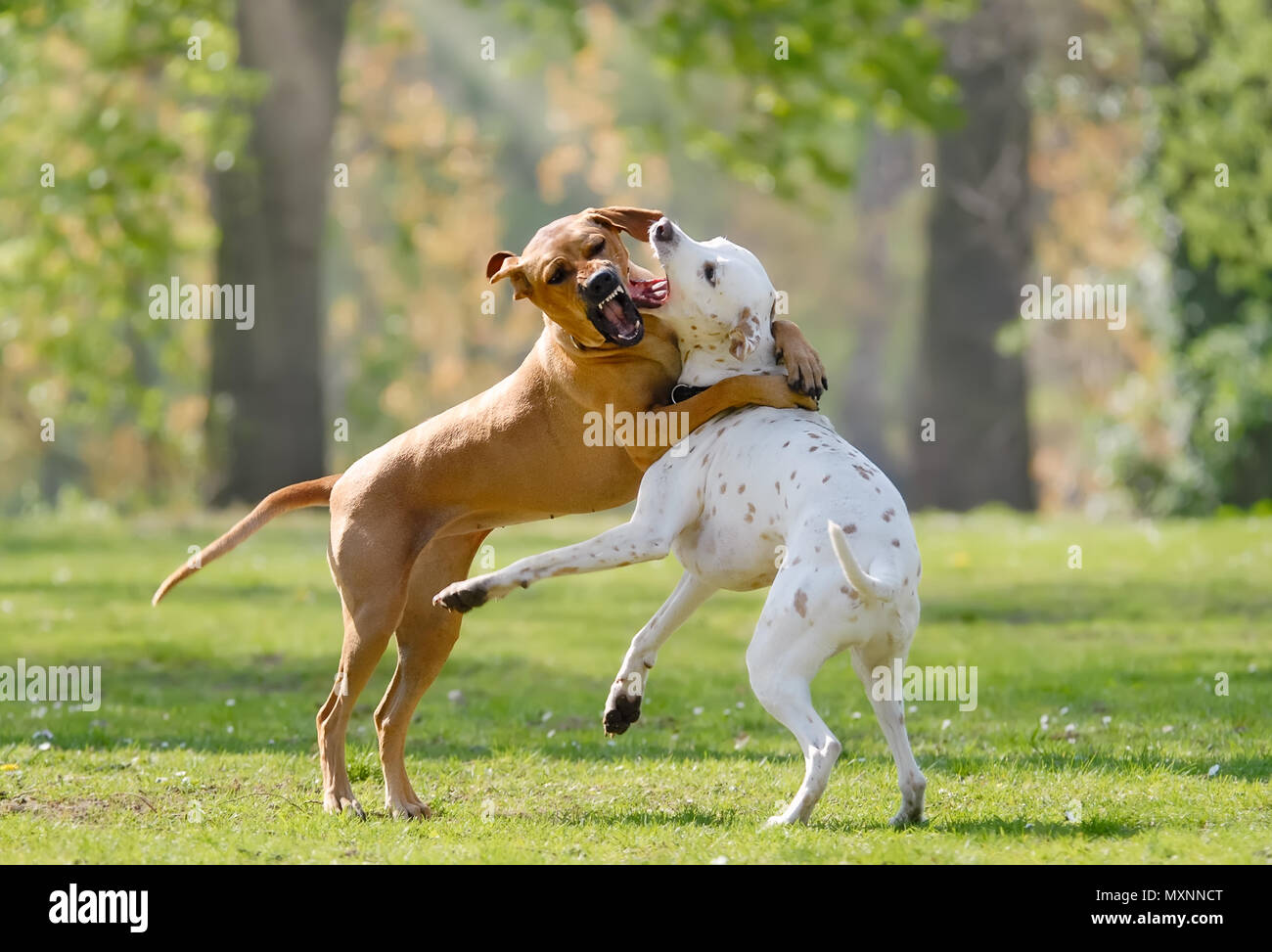 Two dogs, Rhodesian Ridgeback and Dalmatian (color lemon), playing together and romp about in a green grass meadow in spring Stock Photo