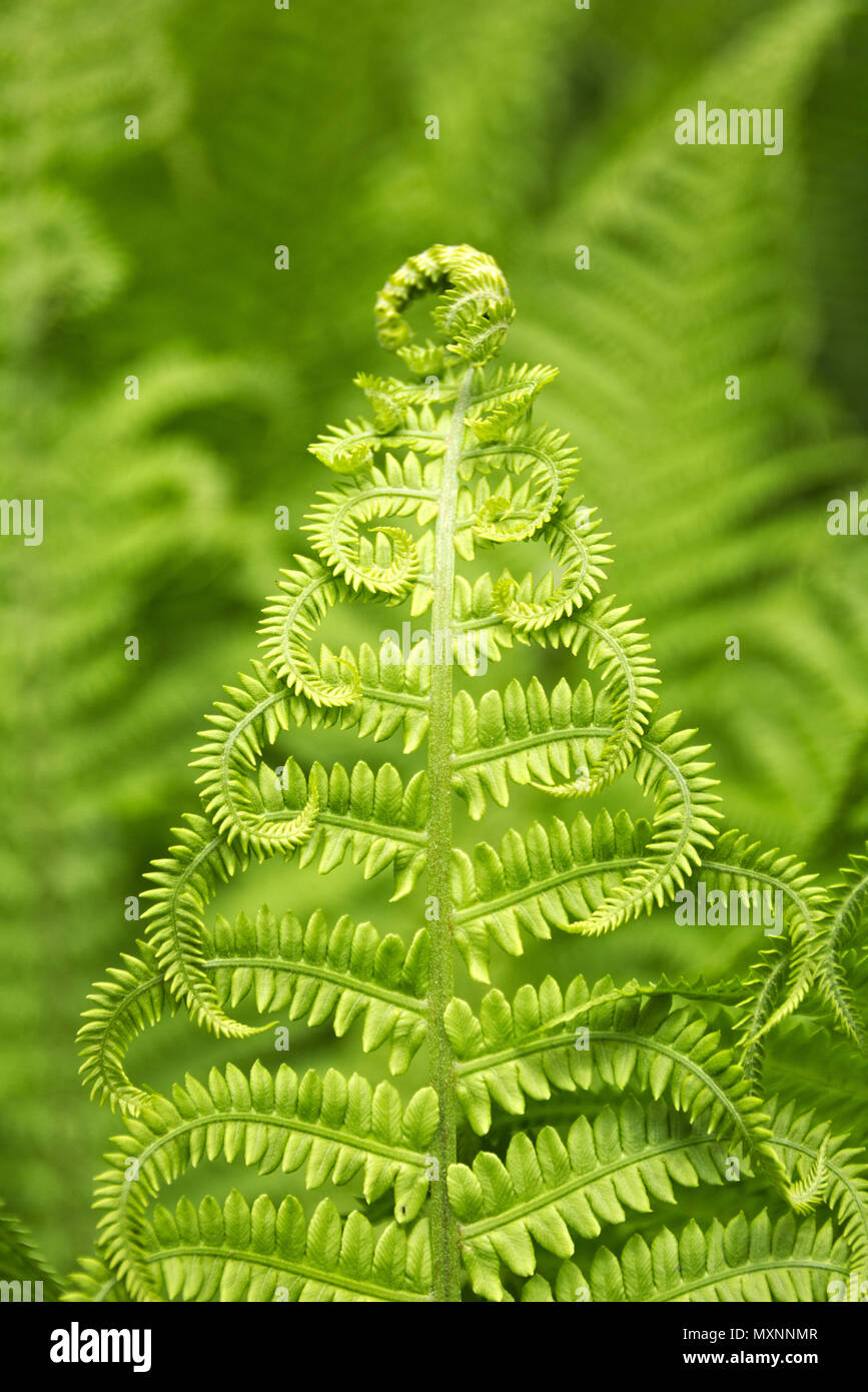 Green fern leaf hi-res stock photography and images - Alamy