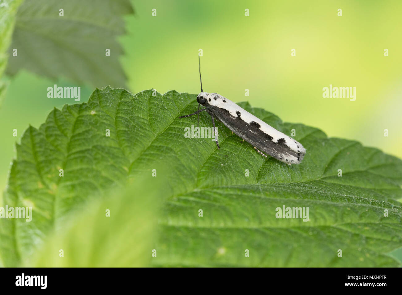 Natternkopf-Grasminiermotte, Nachtfalter - Grasminiermotte, Grasminiermotte, Ethmia bipunctella, Viper's Bugloss Moth, Vipers Bugloss Moth, Bordered E Stock Photo