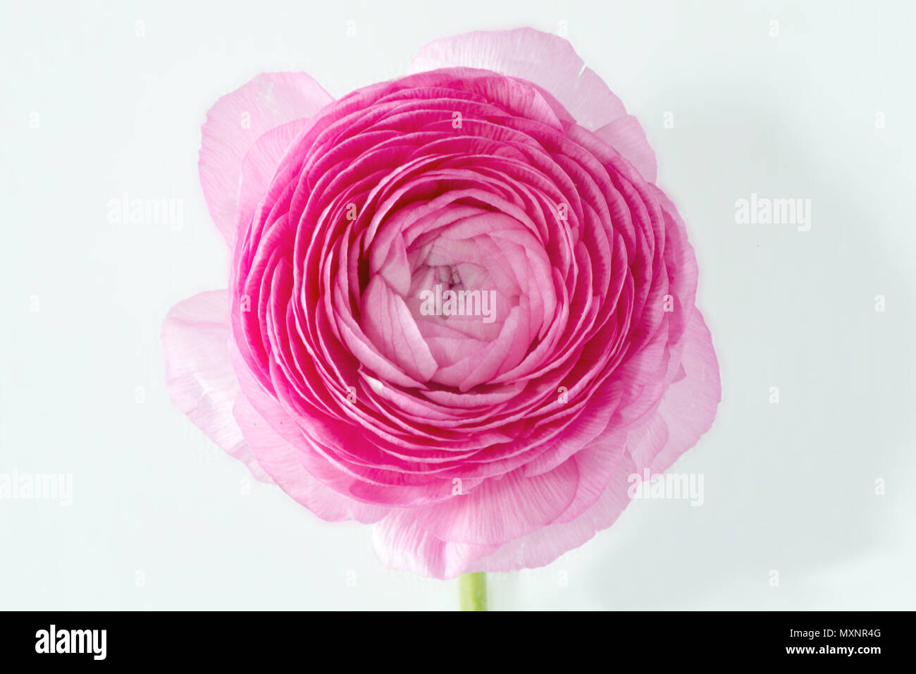 Close up of pink buttercup flower on white background Stock Photo