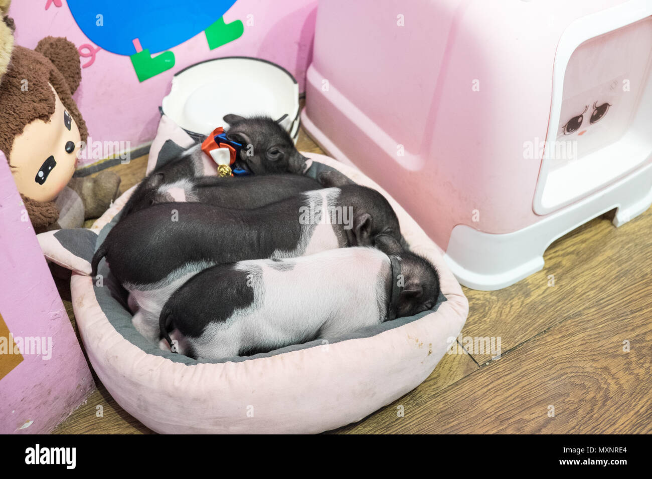 Cat petting shop,with,pigs,on,Dongzhimen Inner Street,Dongzhimen,Beijing,Peking,China,Peoples Republic of China,PRC,Chinese,capital,city,Asia,Asian, Stock Photo