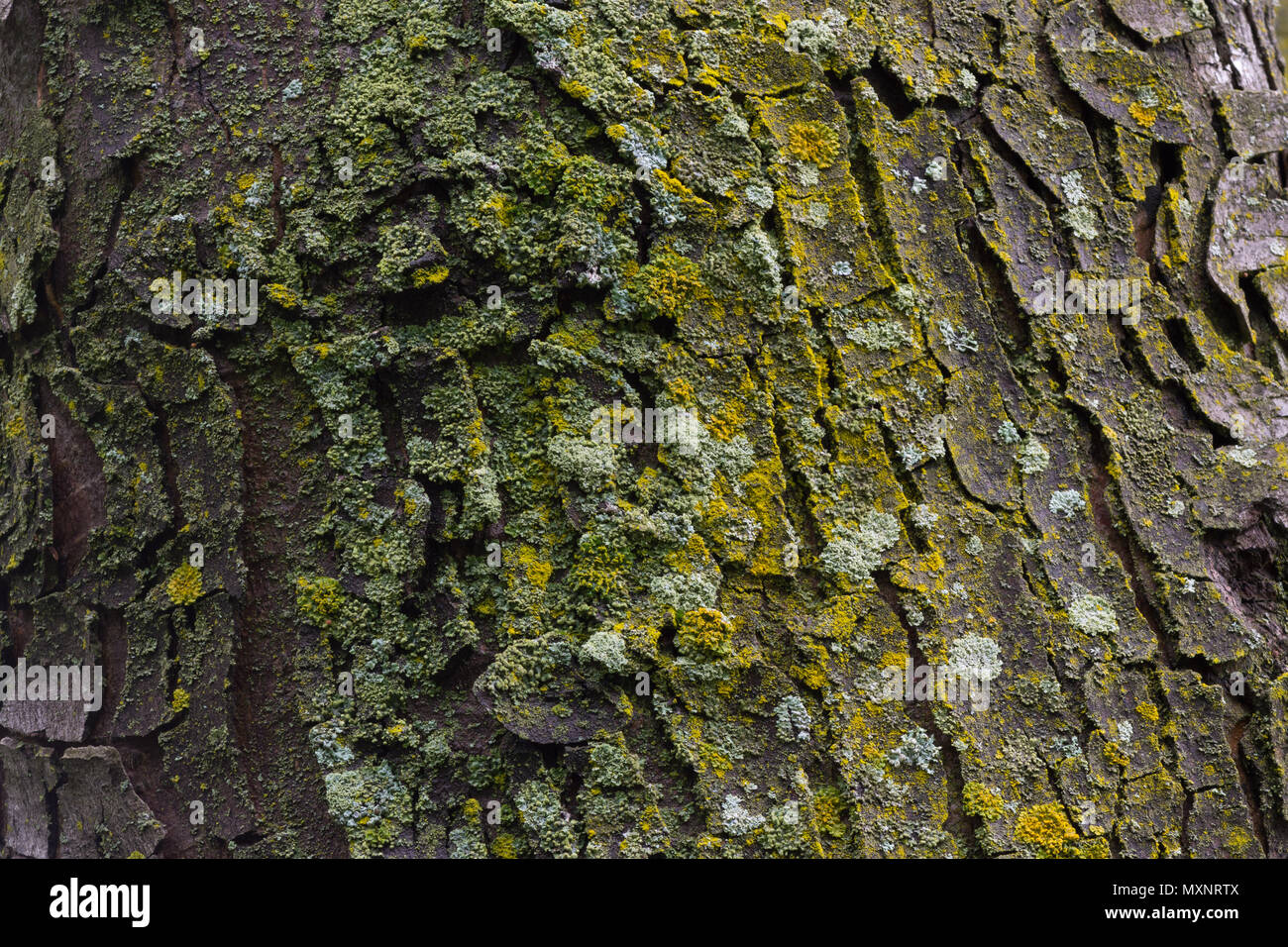 Maple tree bark with moss close up Stock Photo Alamy