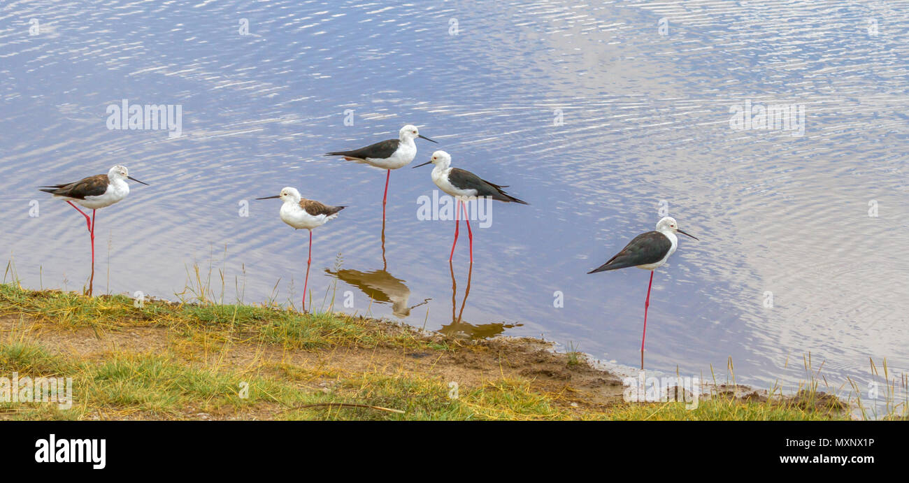 Black-winged stilts (Himantopus himantopus) on the edge of a river in Tanzania Stock Photo