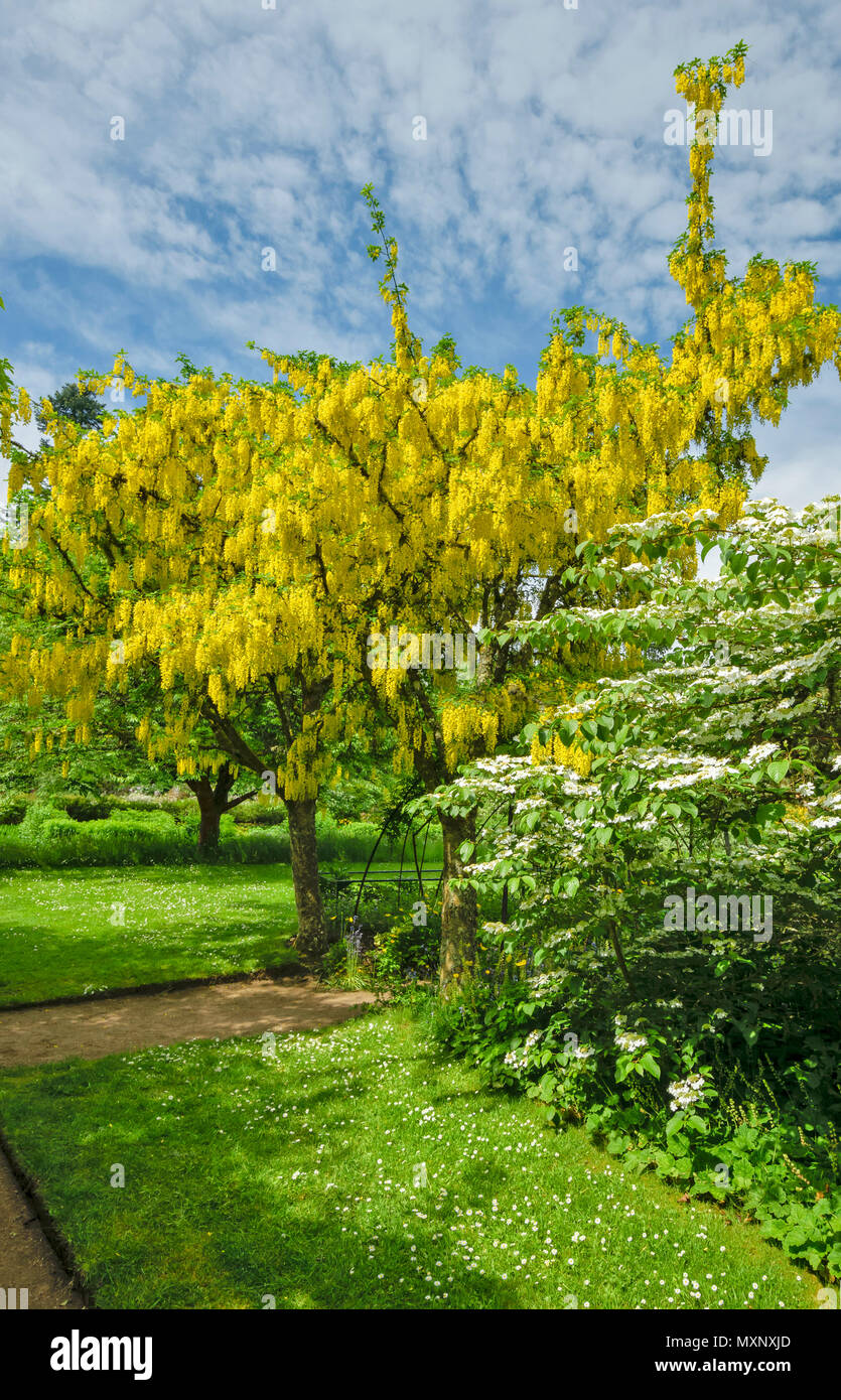 CAWDOR CASTLE NAIRN SCOTLAND GARDEN LABURNUM TREES COVERED IN YELLOW FLOWERS Stock Photo