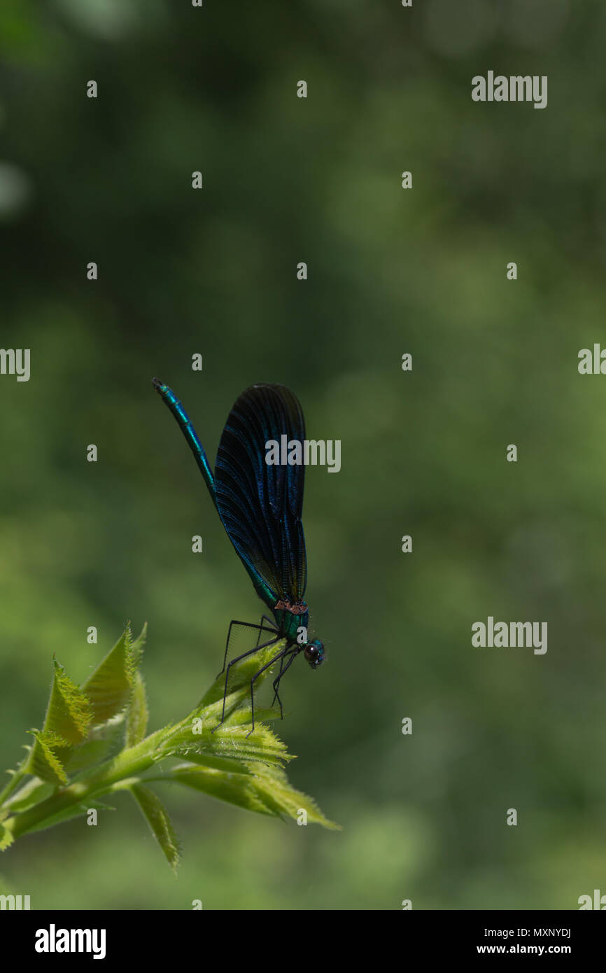 Large metallic damselfly hi-res stock photography and images - Alamy