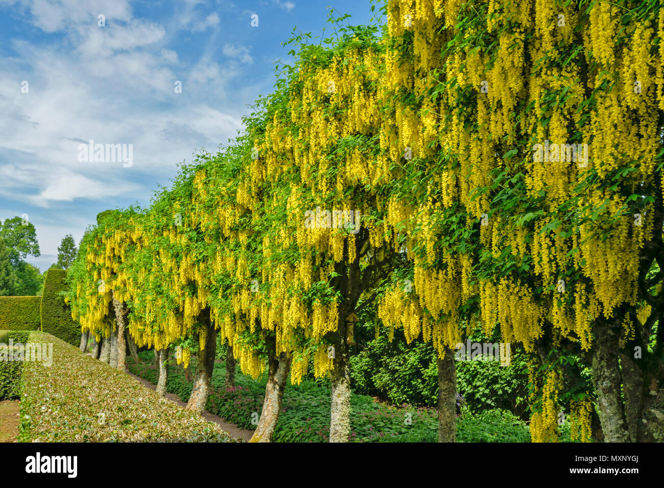 CAWDOR CASTLE NAIRN SCOTLAND ROW OF LABURNUM TREES AND YELLOW FLOWERS IN THE WALLED GARDEN LABURNUM WALK Stock Photo