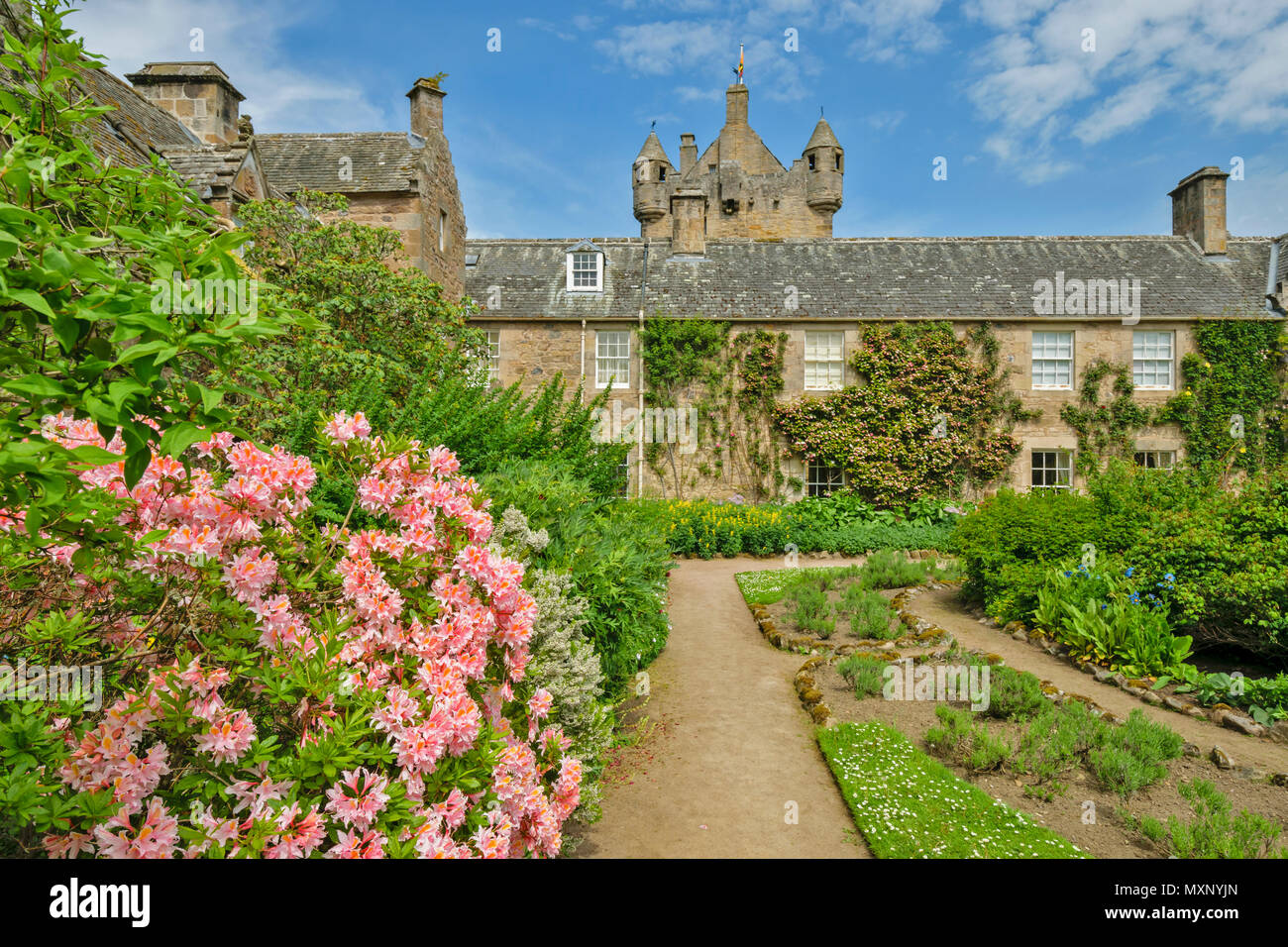 CAWDOR CASTLE NAIRN SCOTLAND SUNLIGHT ON  PINK  AZALEA FLOWERS IN THE CASTLE GARDENS Stock Photo