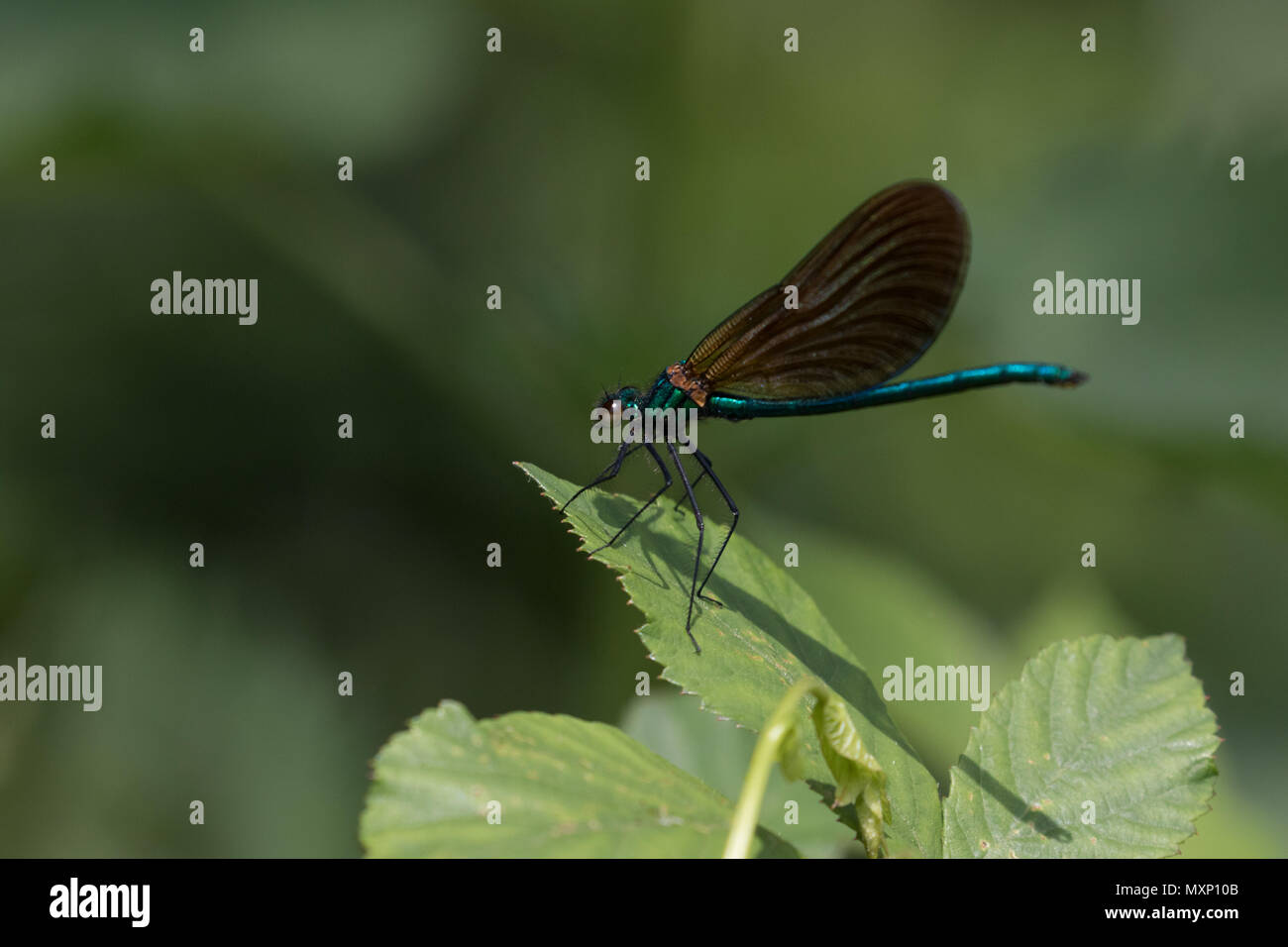 Large metallic damselfly hi-res stock photography and images - Alamy