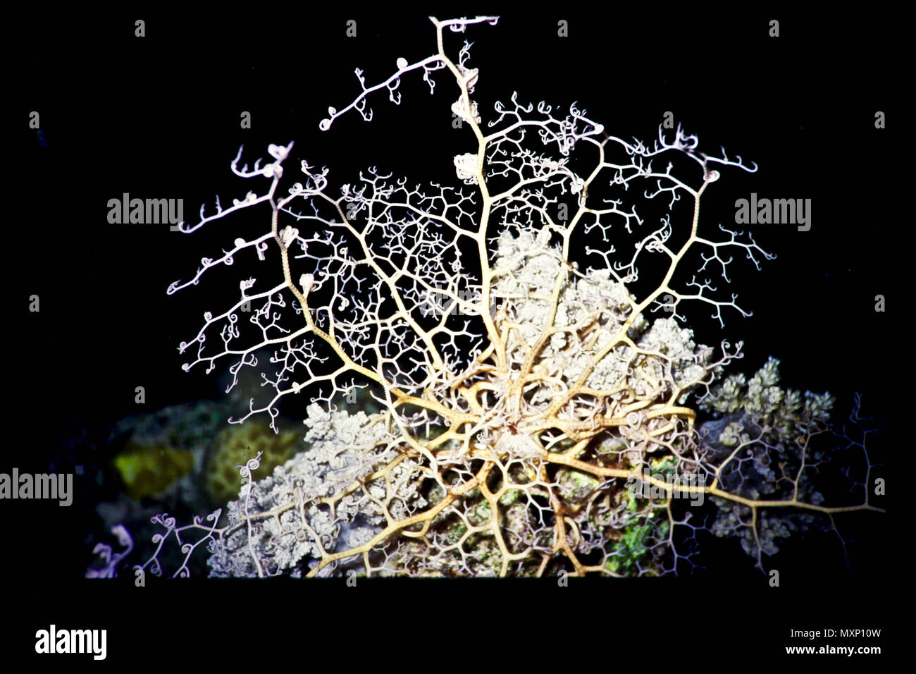 Fully extended tentacles hires stock photography and images Alamy