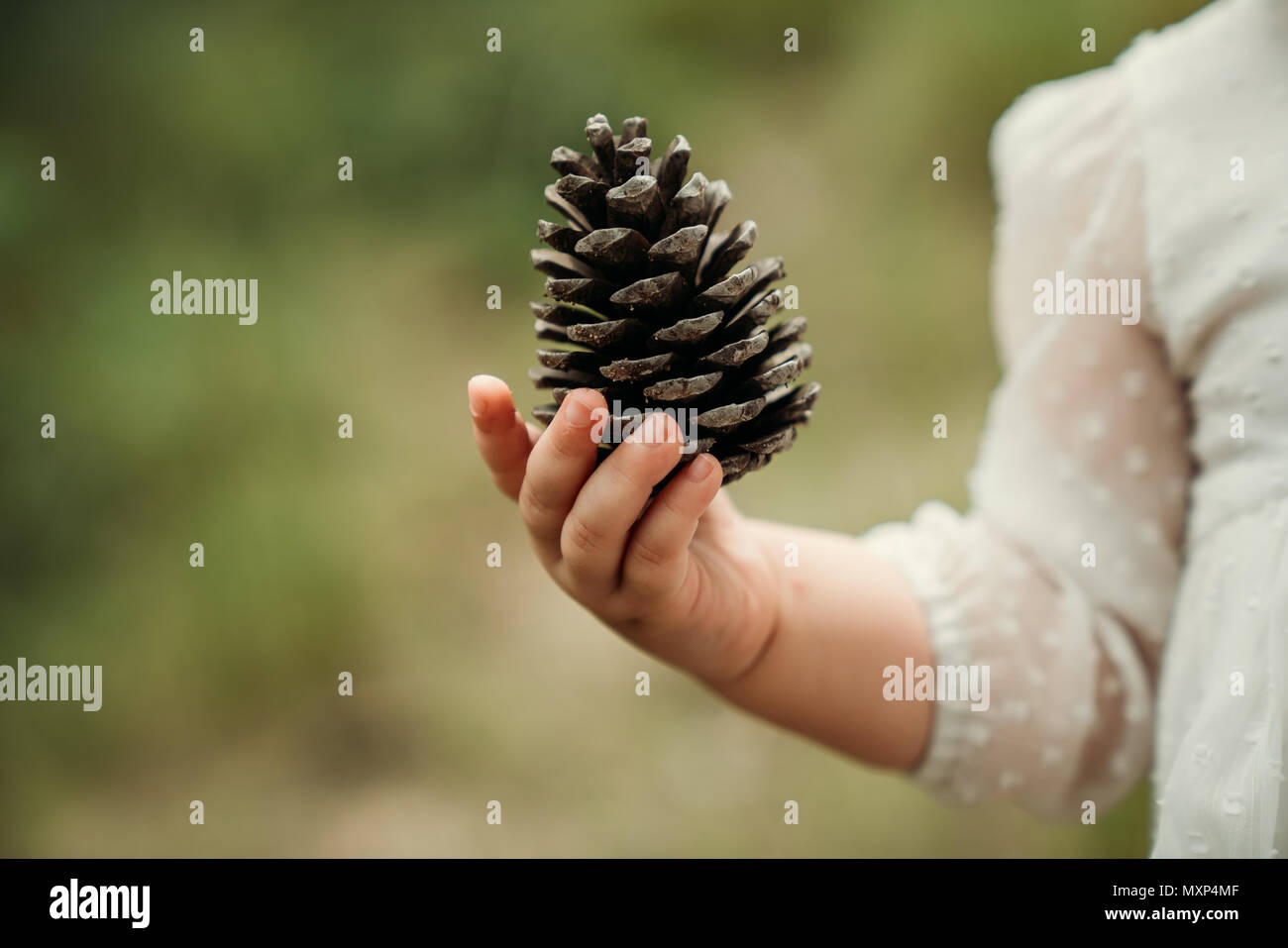 Pine cone on the baby hand.Nature concept Stock Photo