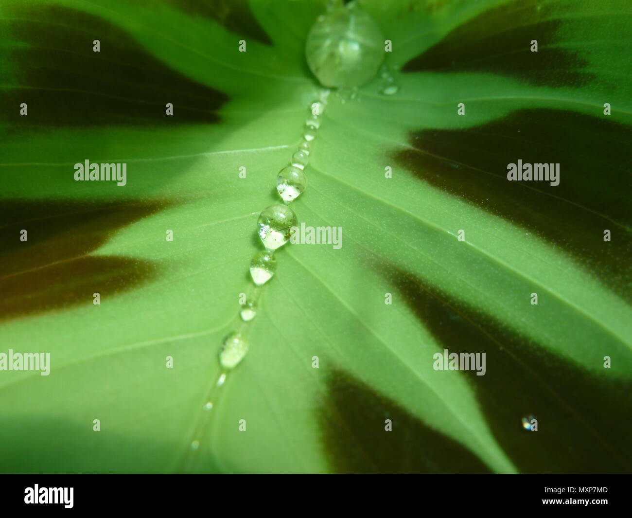 drops of water on maranta leaf Stock Photo