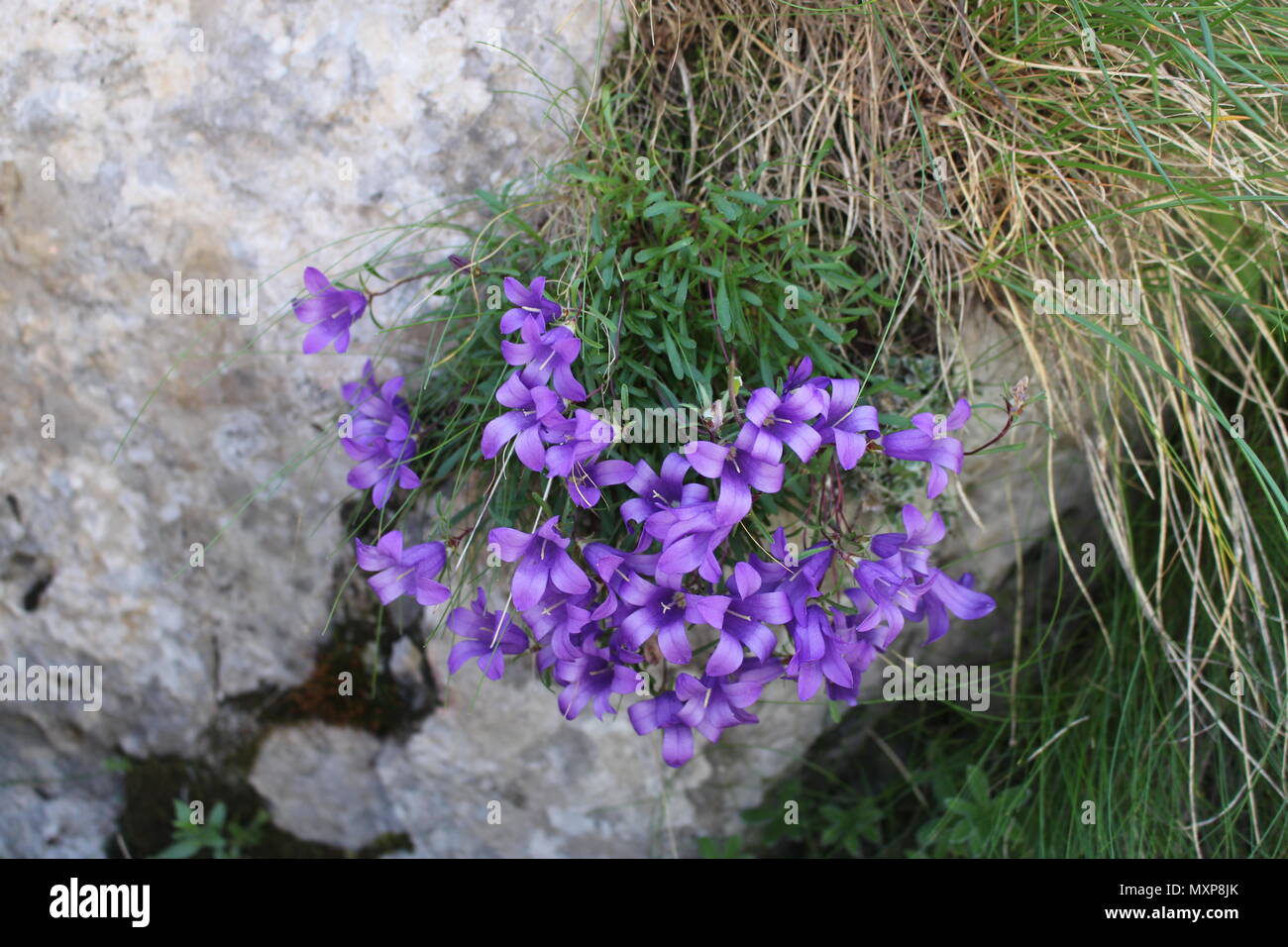 Edraianthus serpyllifolius violet flowers Stock Photo