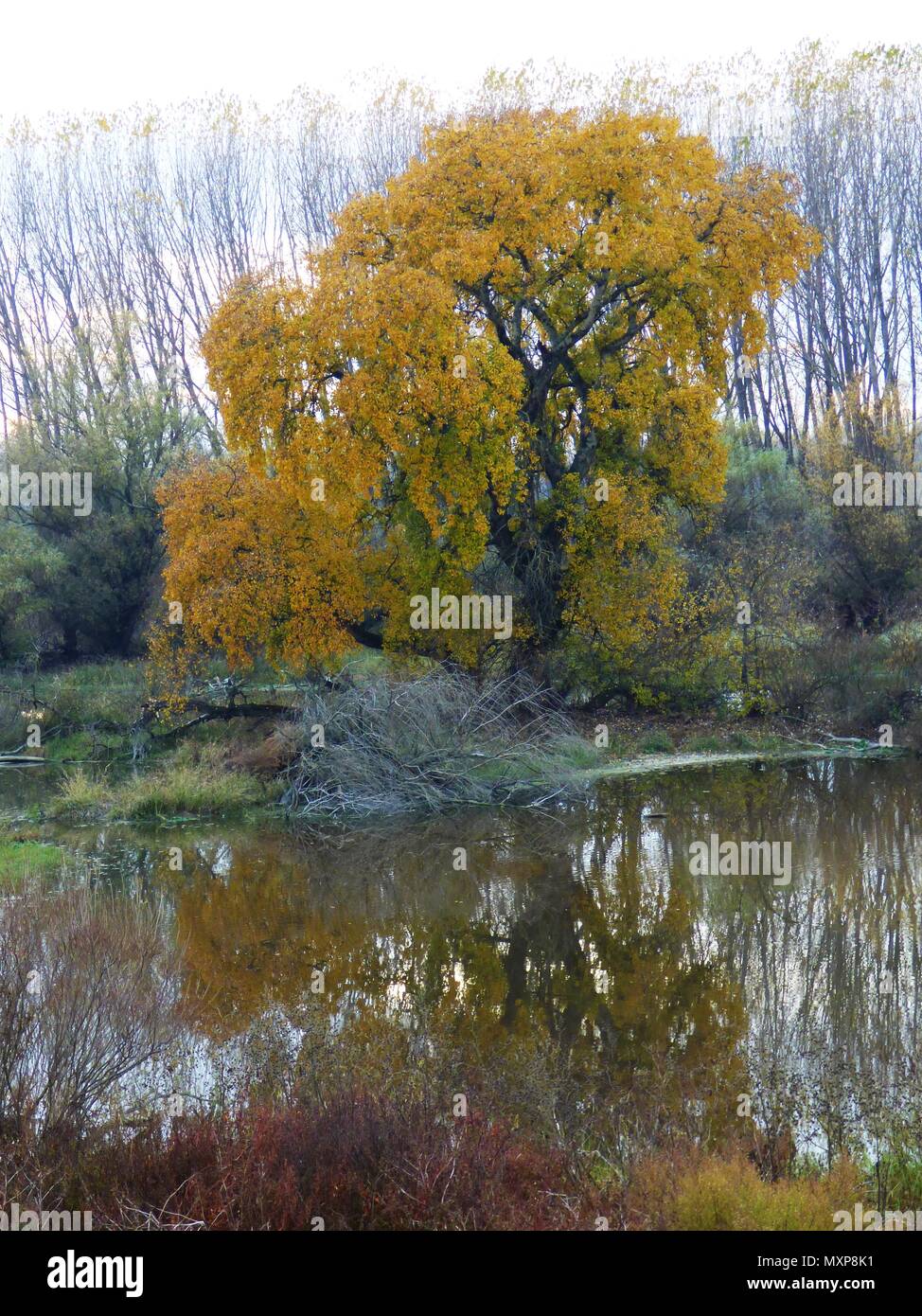 Big autumn oak tree with yellow leaves by the swamp in Serbia Stock ...