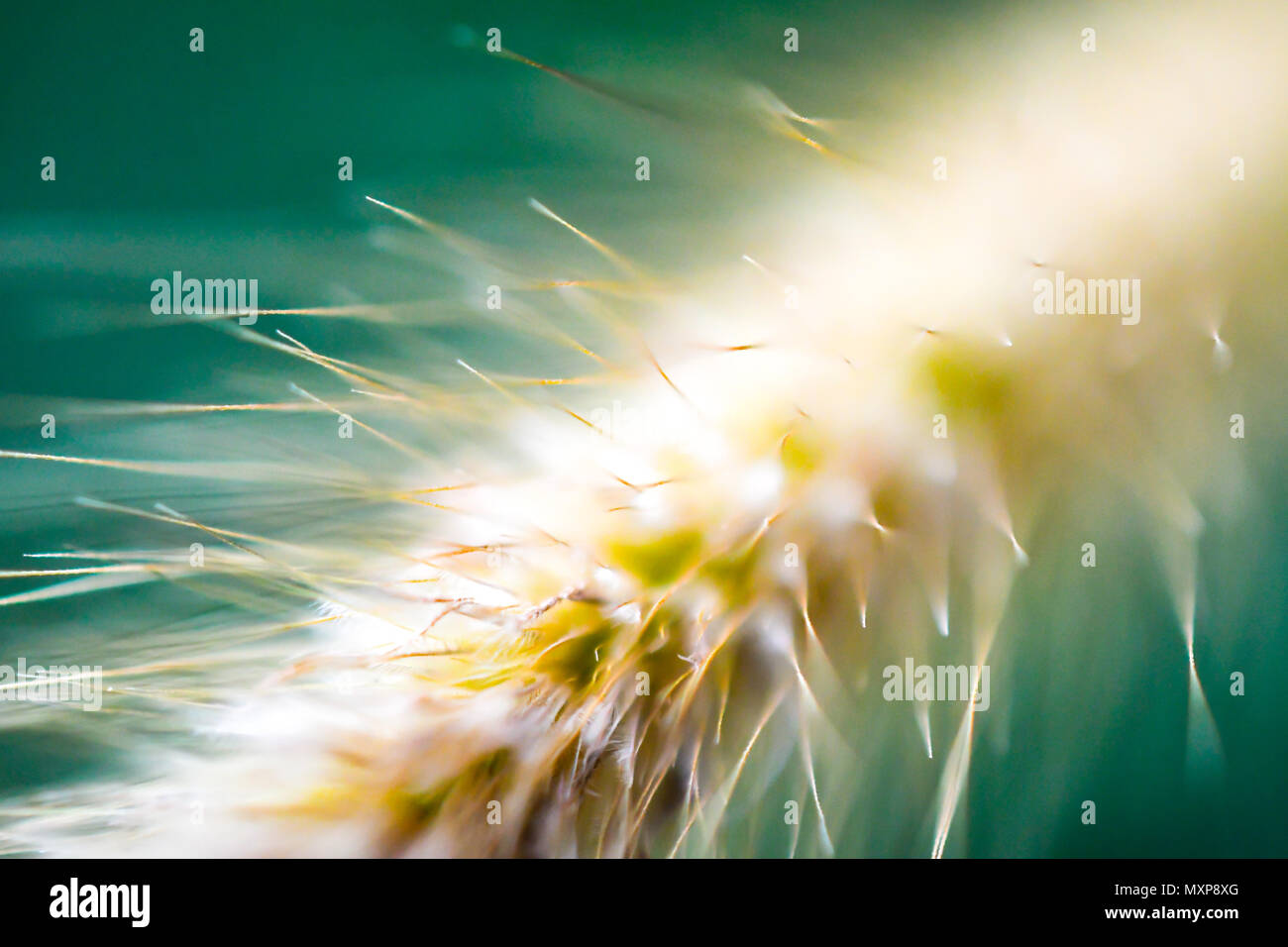 Fountain Grass, Swamp Foxtail Grass, Swamp Foxtail, Chinese Pennisetum Stock Photo