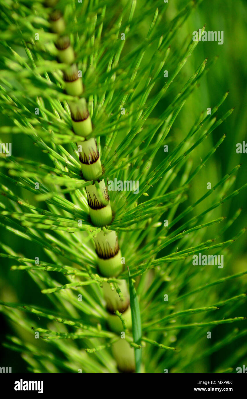 Close up macro Horsetail Equisetum plant, UK weed plant Stock Photo