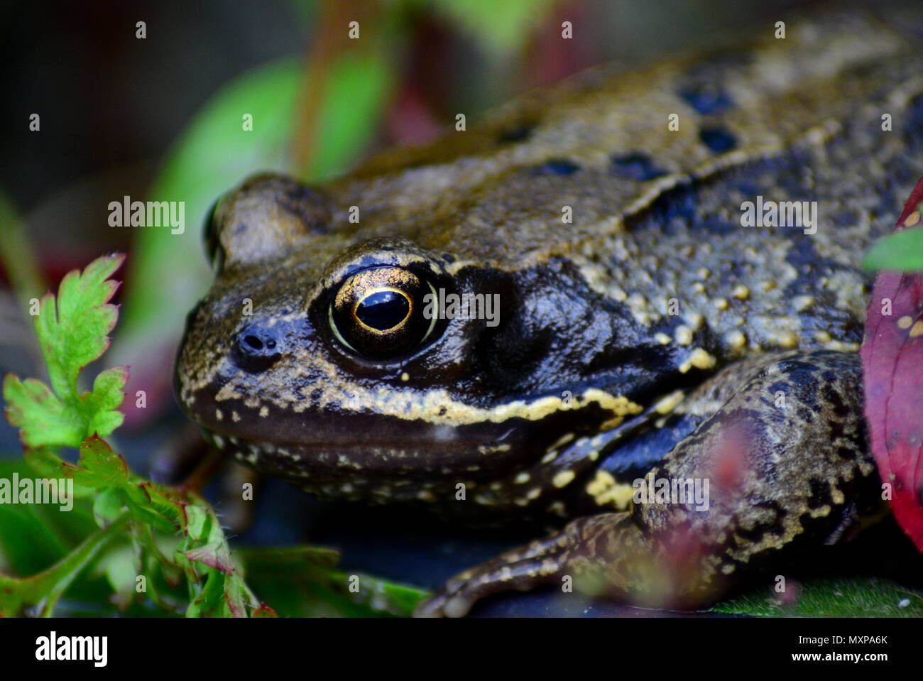 UK frog, common amphibian Stock Photo Alamy