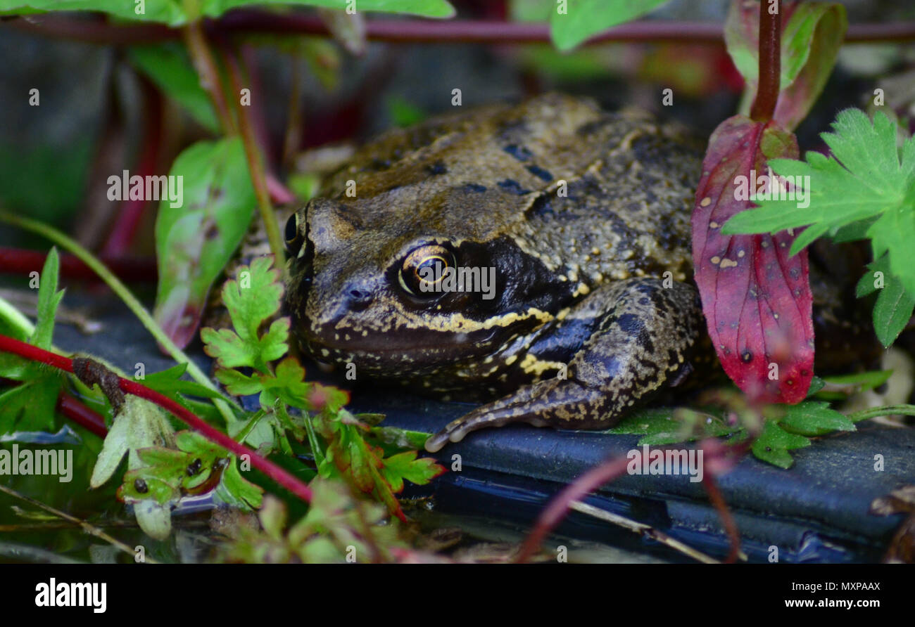 UK frog, common amphibian Stock Photo Alamy