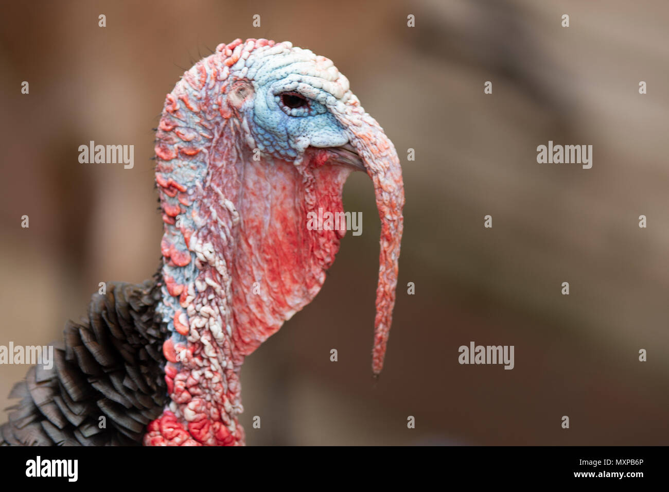 Wwf turkey hi-res stock photography and images - Alamy