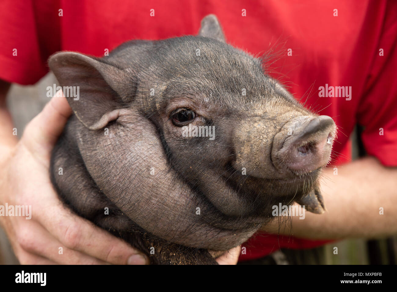 one village young pig Stock Photo