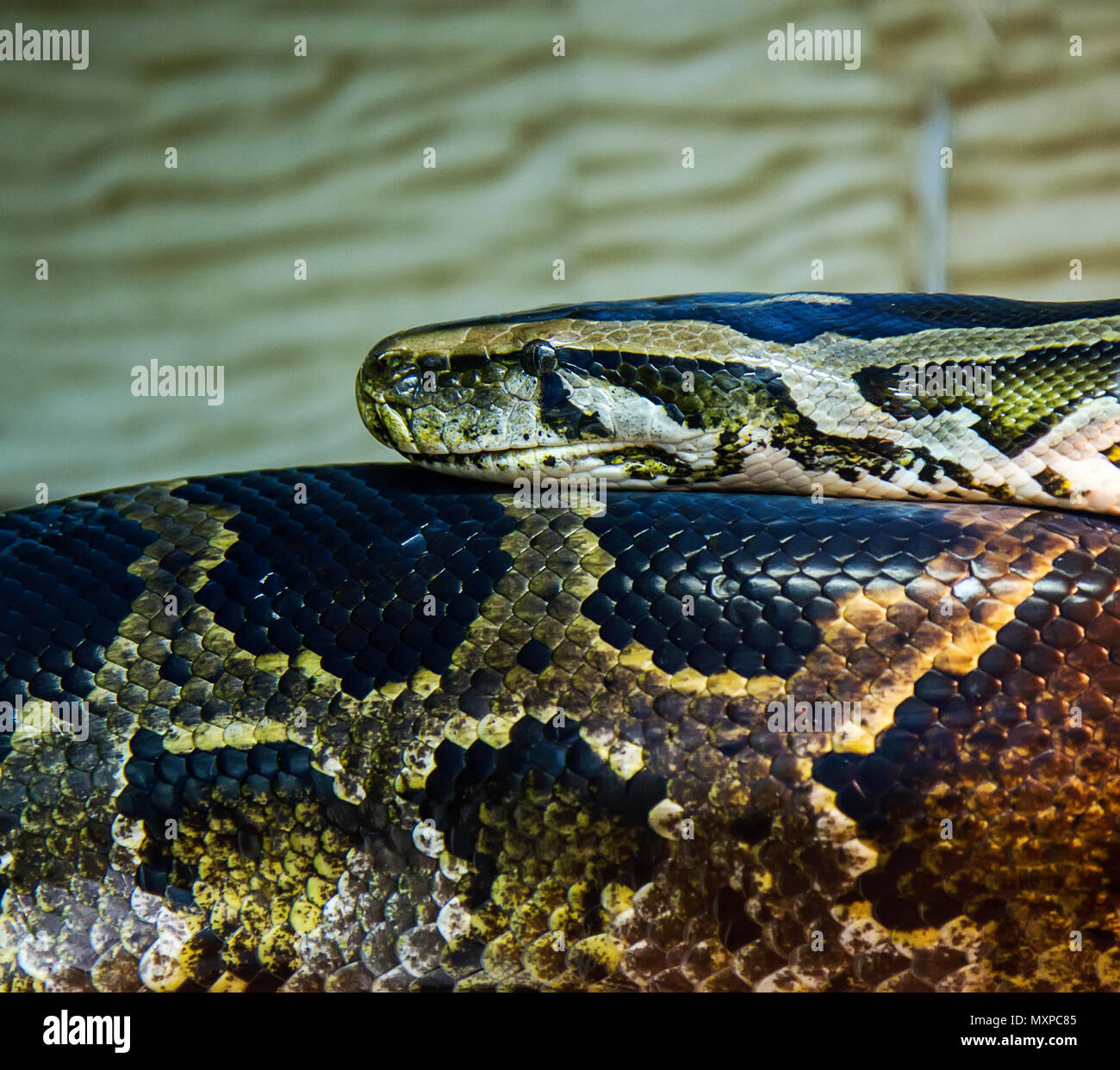 big snake python Stock Photo