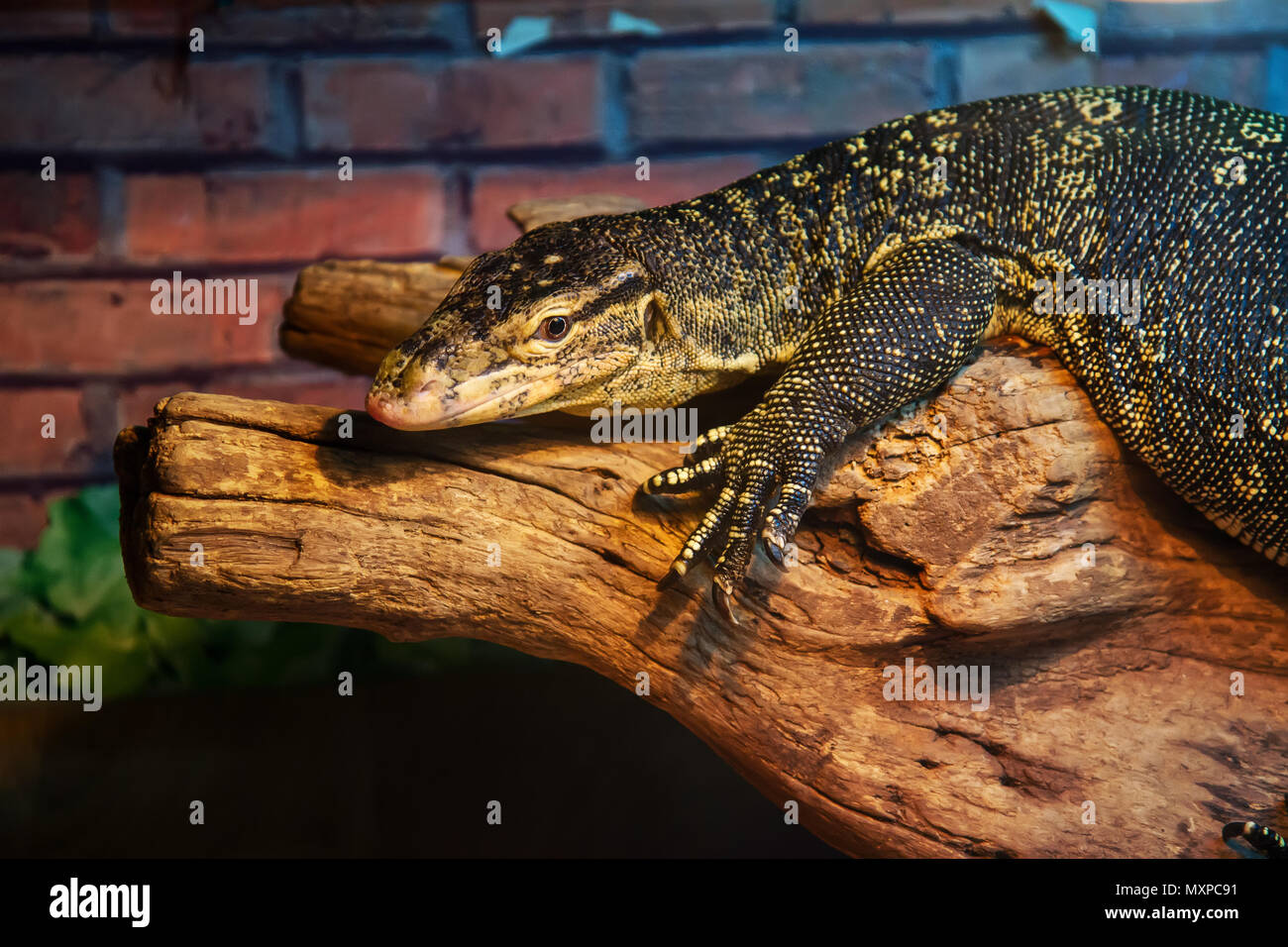 lizard on a branch Stock Photo