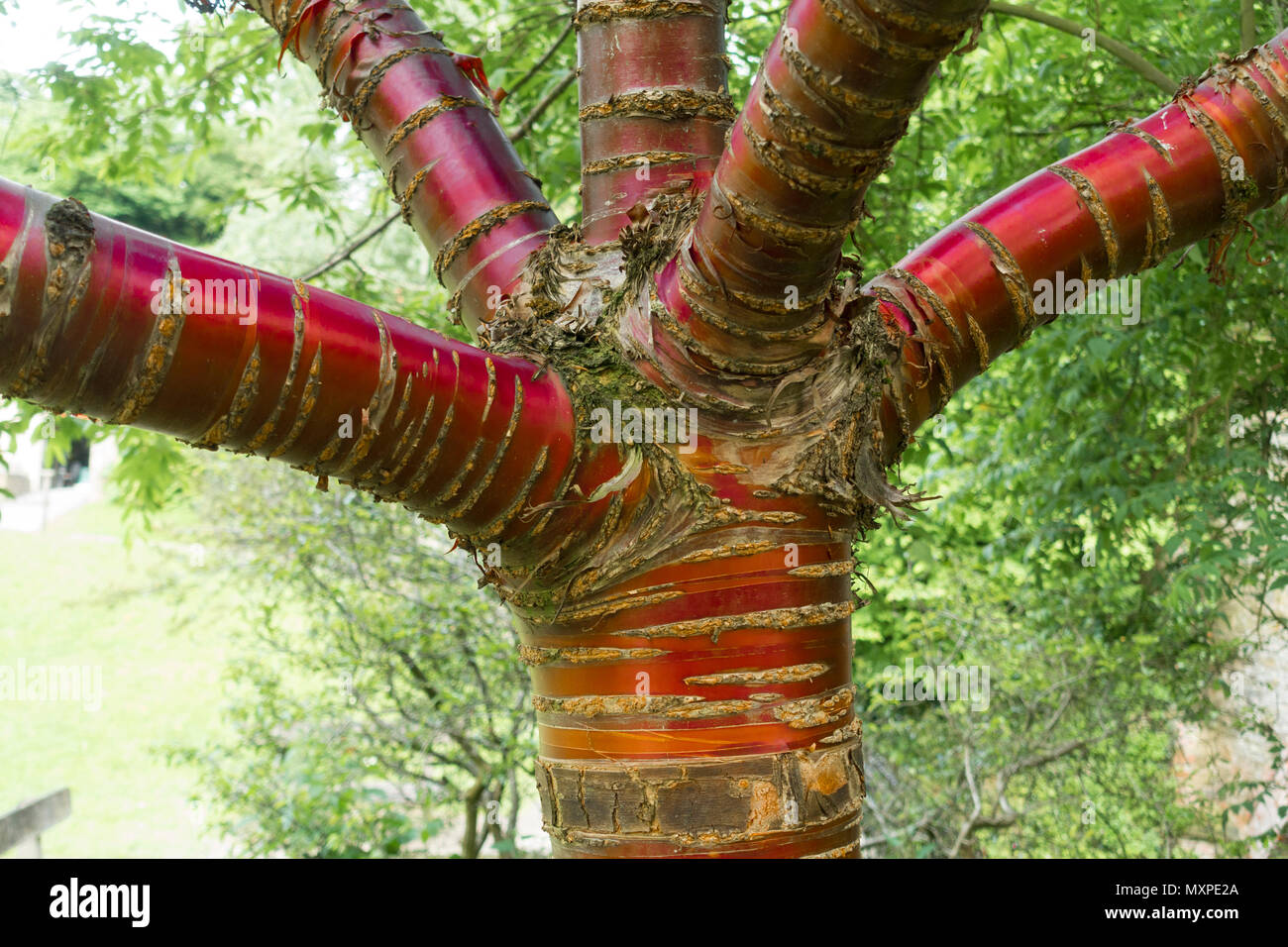 Tibetan Cherry Tree High Resolution Stock Photography And Images Alamy