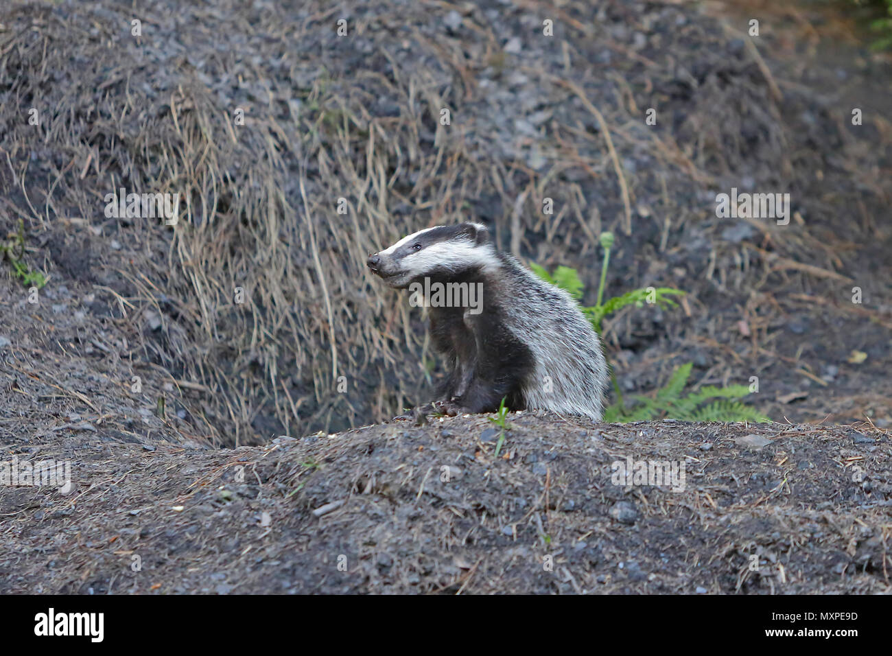 Badger cub near its sett in the Forest of Dean Stock Photo