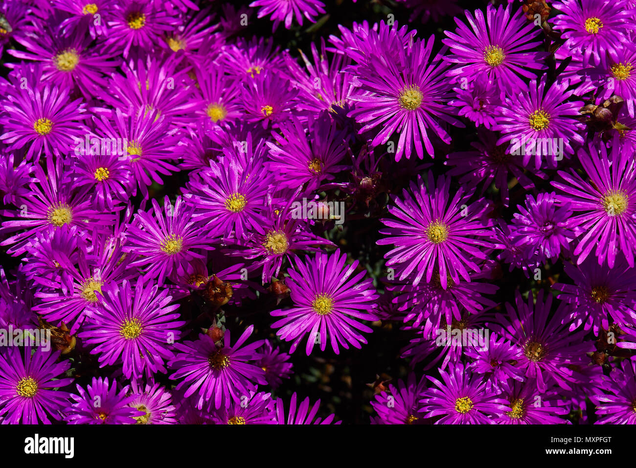 Colourful indigenous fynbos vygies (Lampranthus) Stock Photo