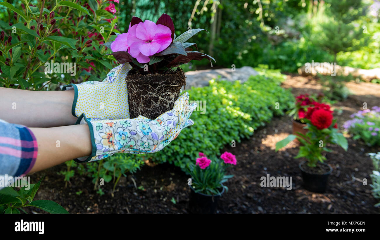 Female gardener holding a flowering plant ready to be planted in her garden. Gardening concept. Summer relaxation hobby. Stock Photo