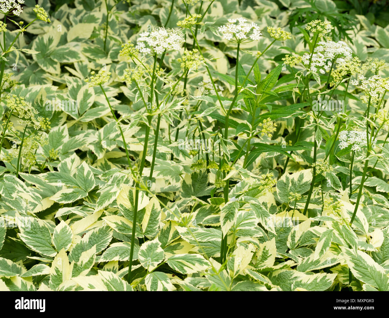 Vigorous Weed High Resolution Stock Photography And Images Alamy