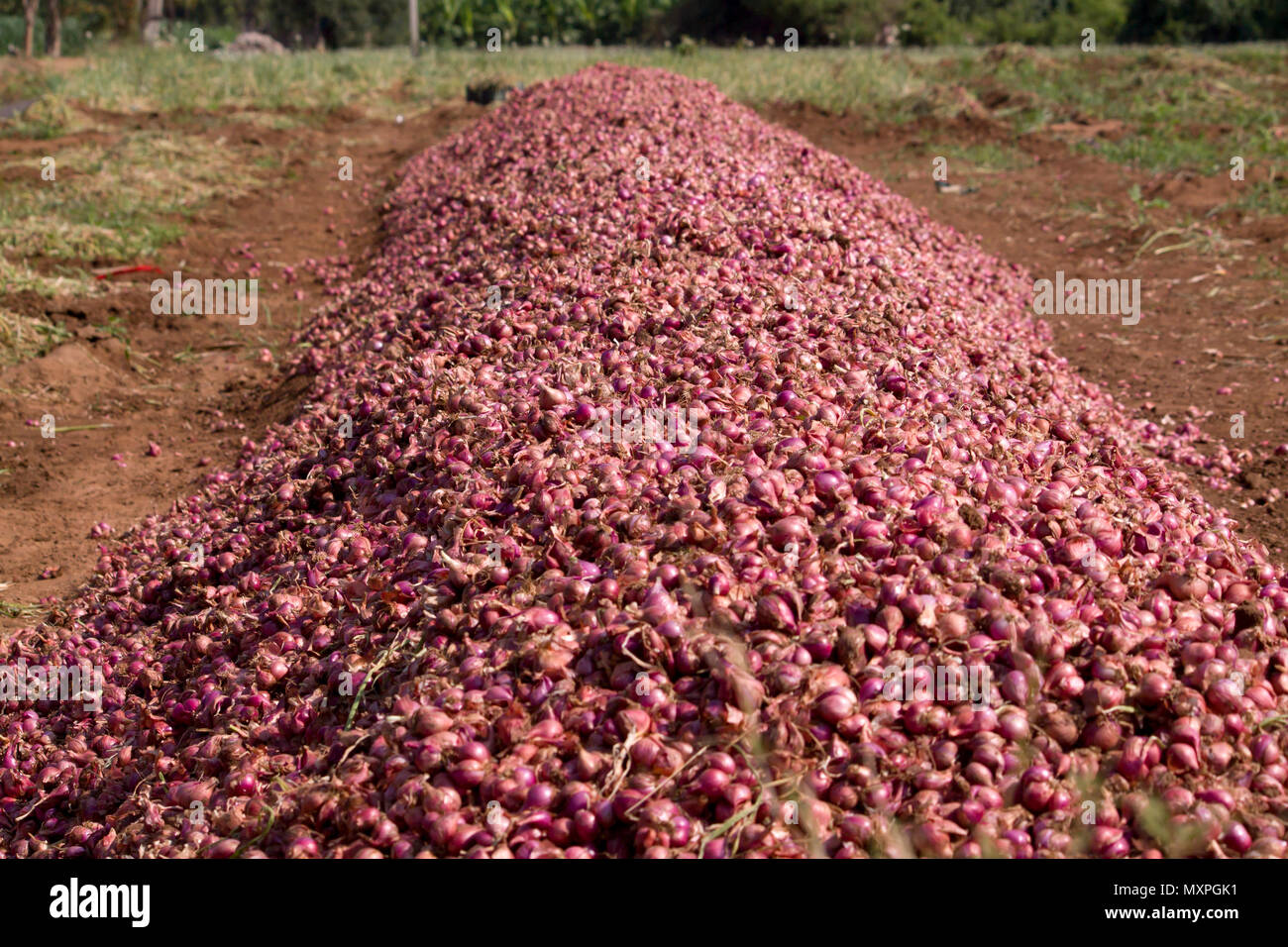 Red Onions Manually Harvesting At Rural Areas Around Coimbatore, Tamil