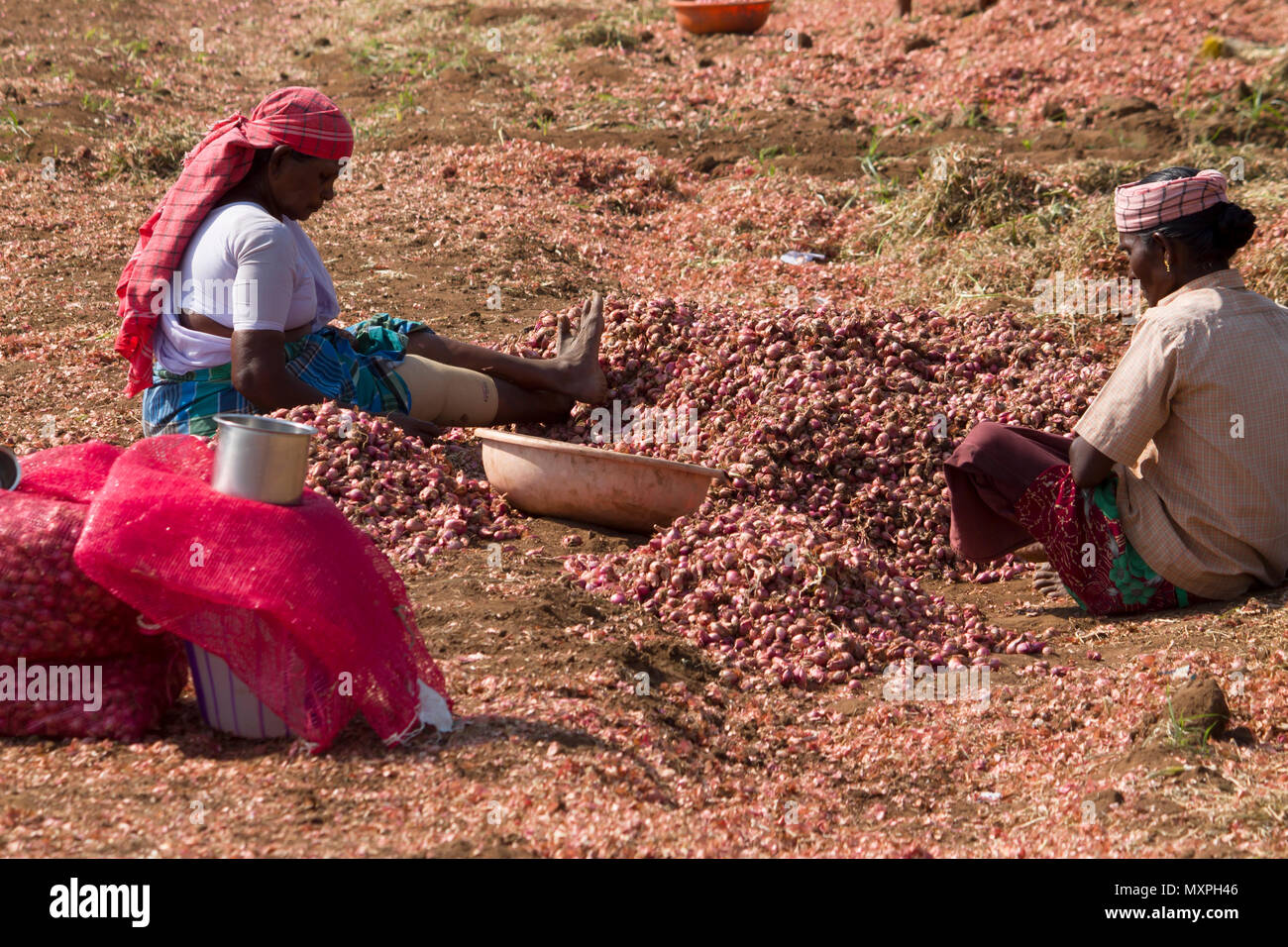 Coimbatore, Tamil Nadu, India, March 26, 2017 Red Onions Manually