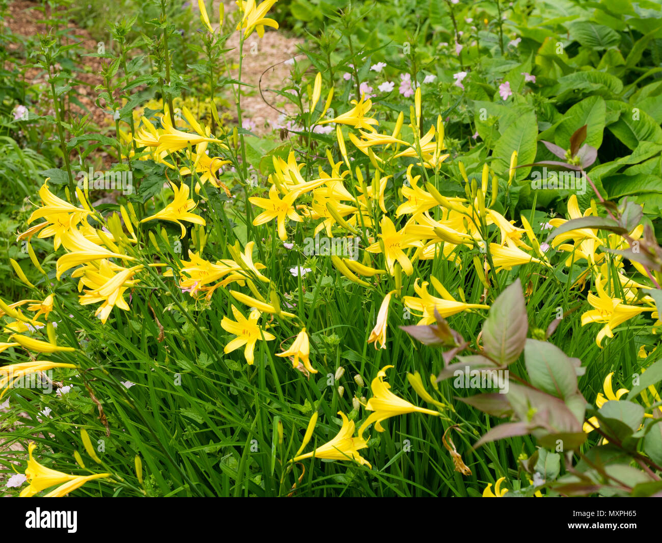 Yellow, trumpet flowers of the early blooming, scented daylily, Hemerocallis lilioasphodelus Stock Photo